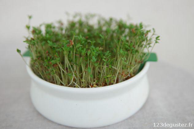 réussir ses graines germées