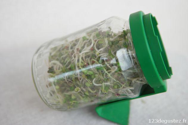 réussir facilement ses graines germées