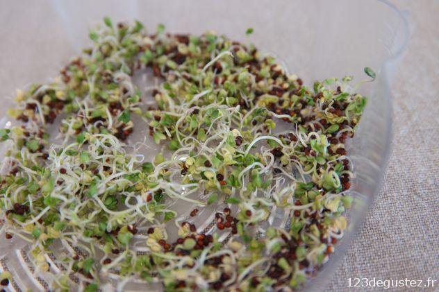 réussir ses graines germées