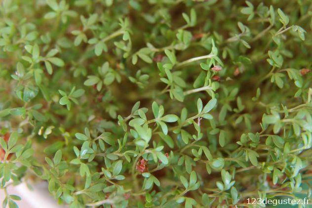 graines germées maison