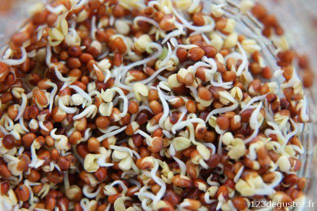 radis pourpre germé