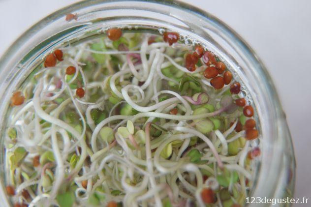 réussir ses graines germées