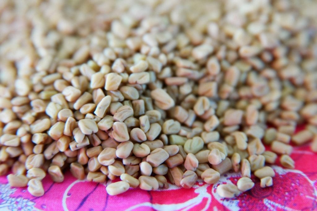fenugrec germé