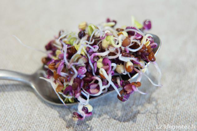 radis pourpre germé