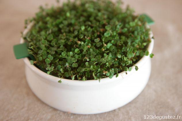 défi graines germées