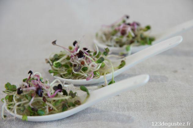 radis noir et radis pourpre germé