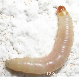 caviar de larves de mites