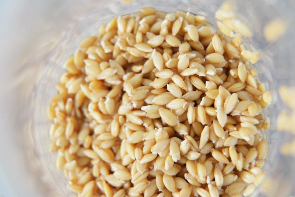 petit épeautre germé