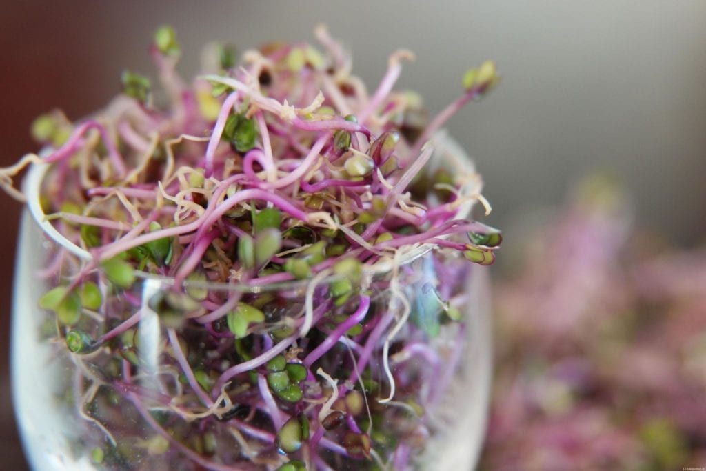 Chou rouge germé,