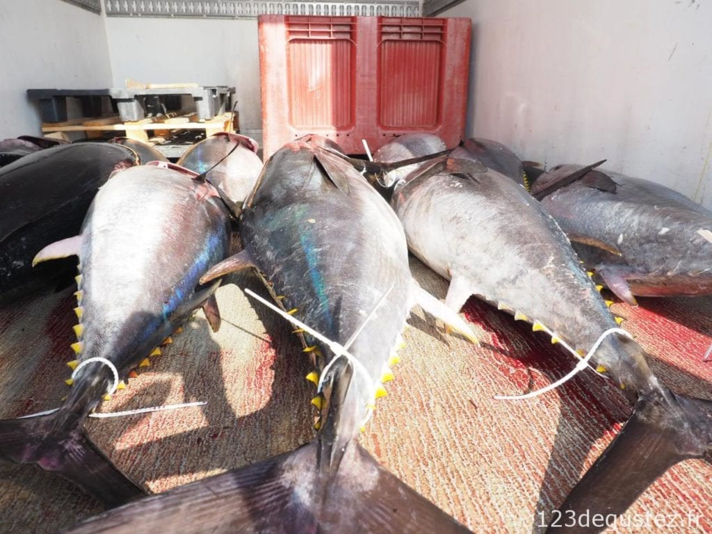 thon rouge et pêcheur de thon