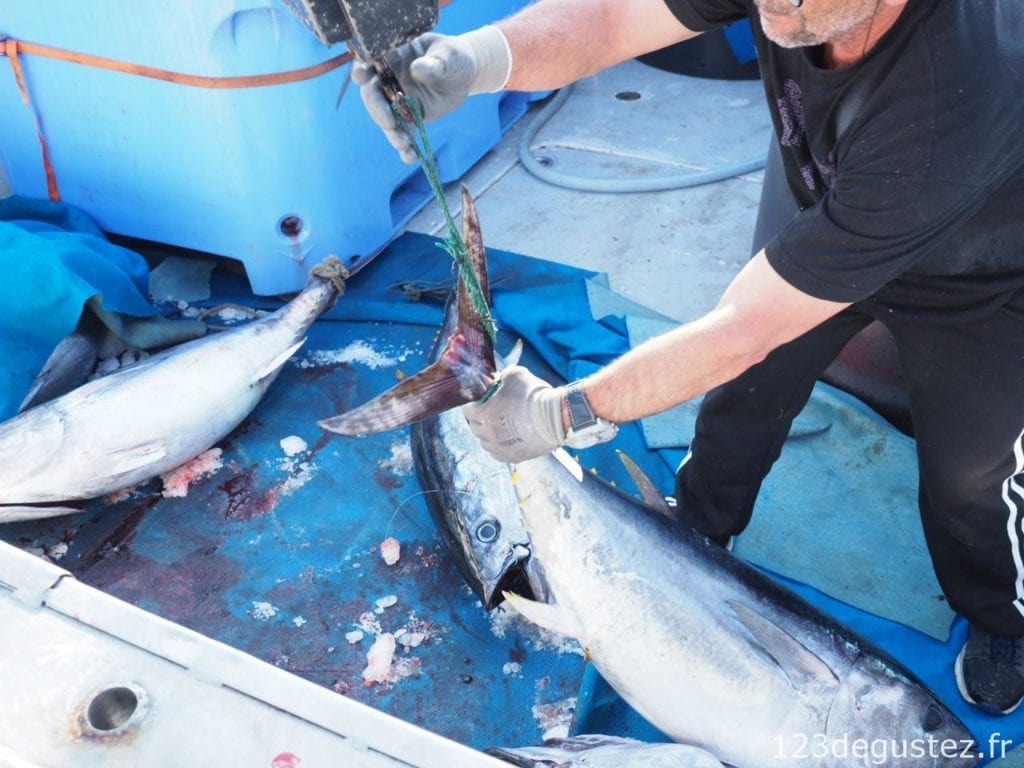 thon rouge et pêcheur de thon