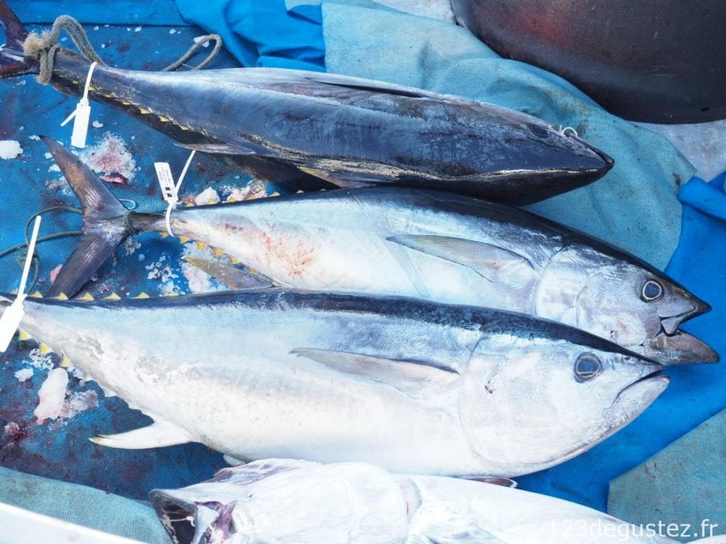 thon rouge et pêcheur de thon