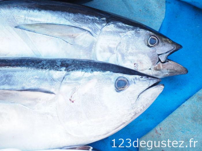 thon rouge et pêcheur de thon