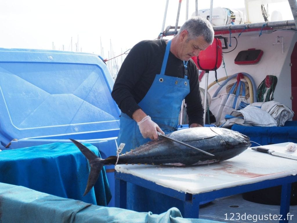 thon rouge et pêcheur de thon