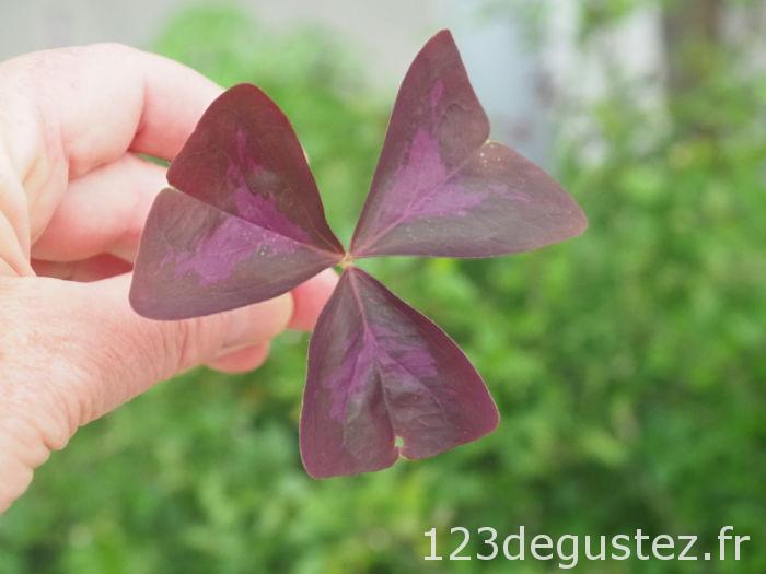 oxalis recette