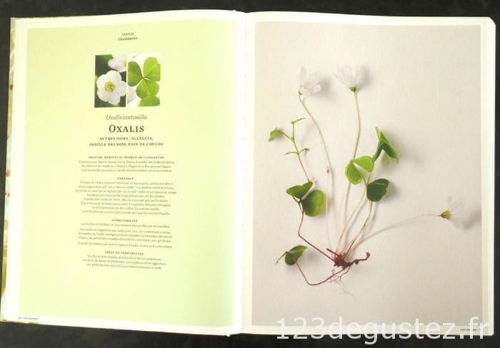 oxalis recette