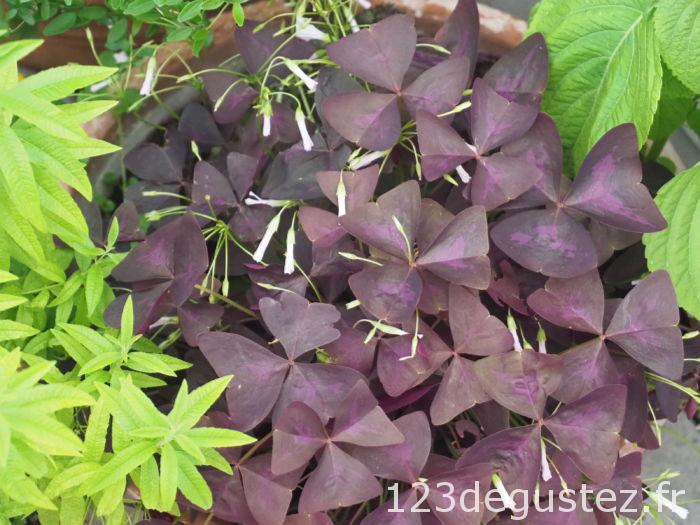oxalis recette