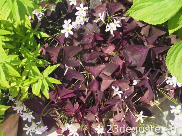 oxalis recette