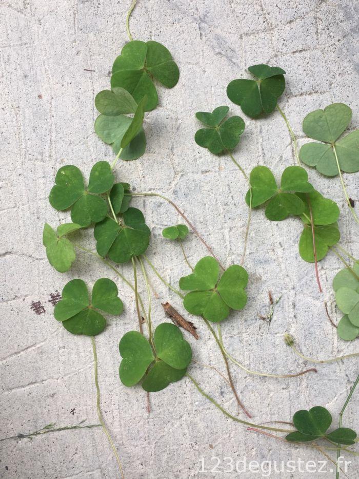 oxalis sauvage