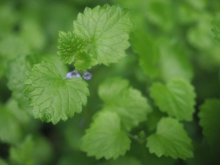lierre terrestre en cuisine
