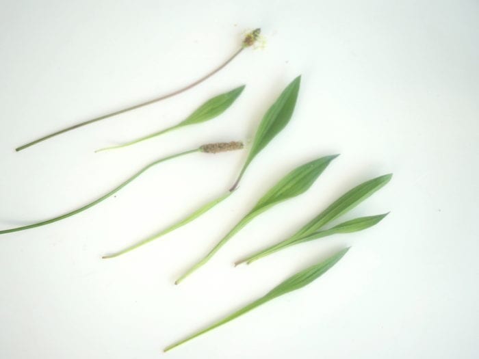 plantain lancéolé en cuisine