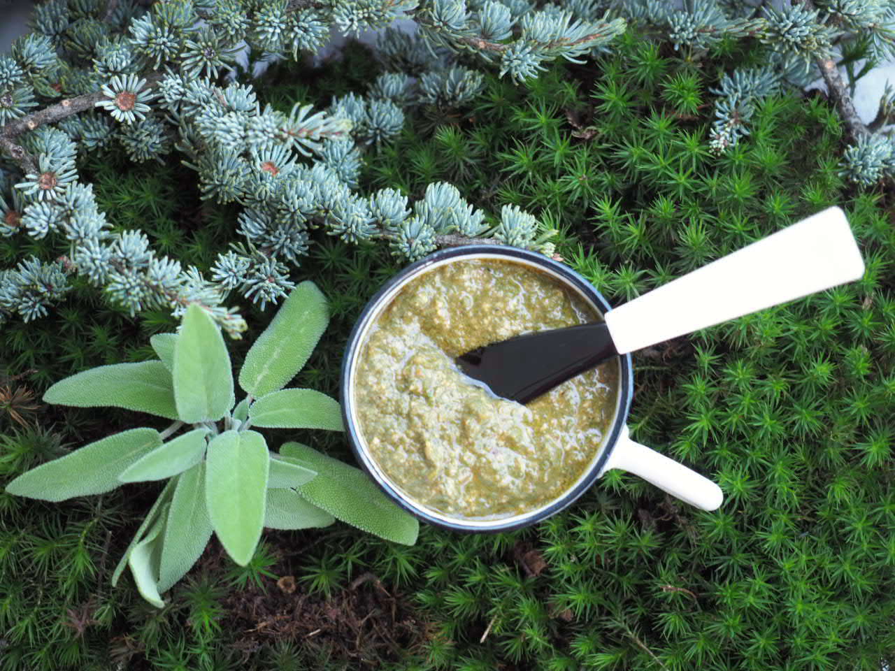 Pesto de sauge maison
