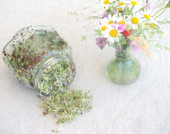 Brocoli germé, tout pour réussir !