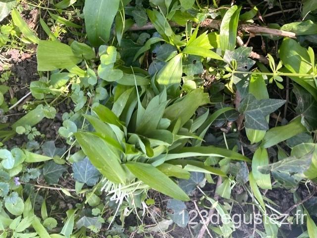 beurre à l'ail des ours