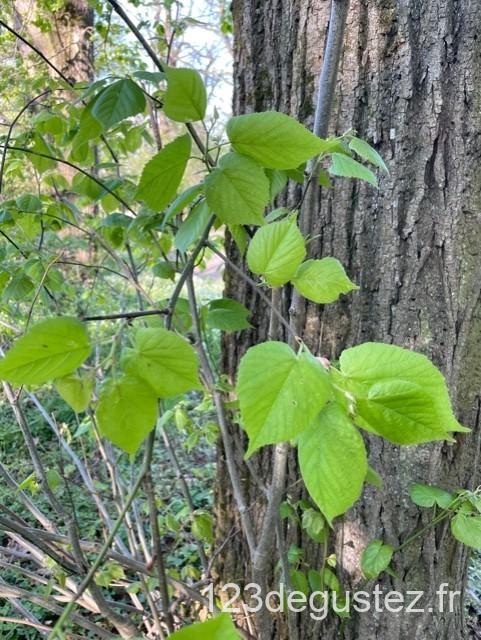 salade de feuilles de tilleul