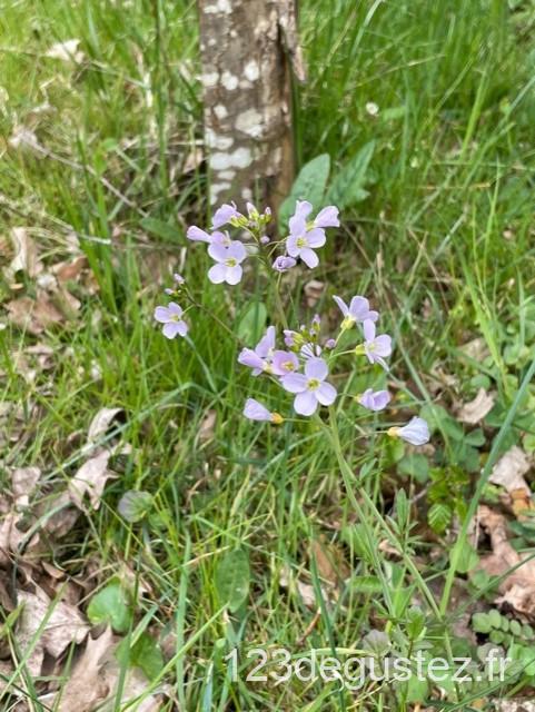cardamine des prés
