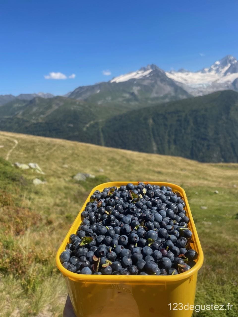 tarte aux myrtilles sauvages